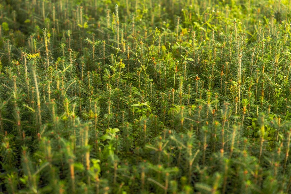 Plantações em Espinho e Norte de Portugal — Olimpo
